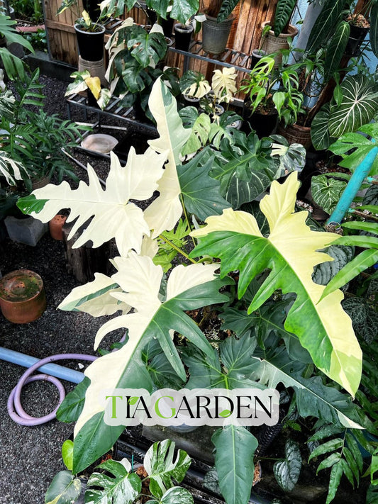 Philodendron Var – The Coveted Variegated Philodendrons