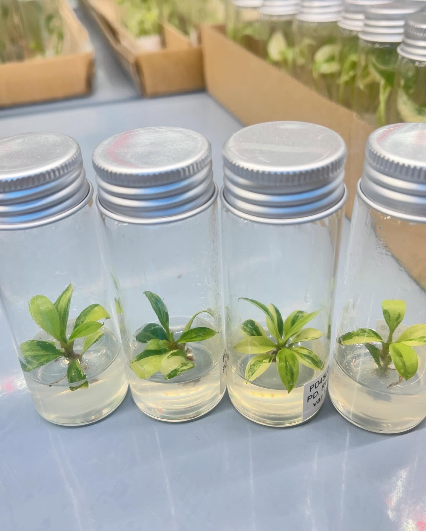 Philodendron Red Congo Variegated – Tissue Culture Plant | Rare Indoor Aroid | In Bottle or Grow Bag