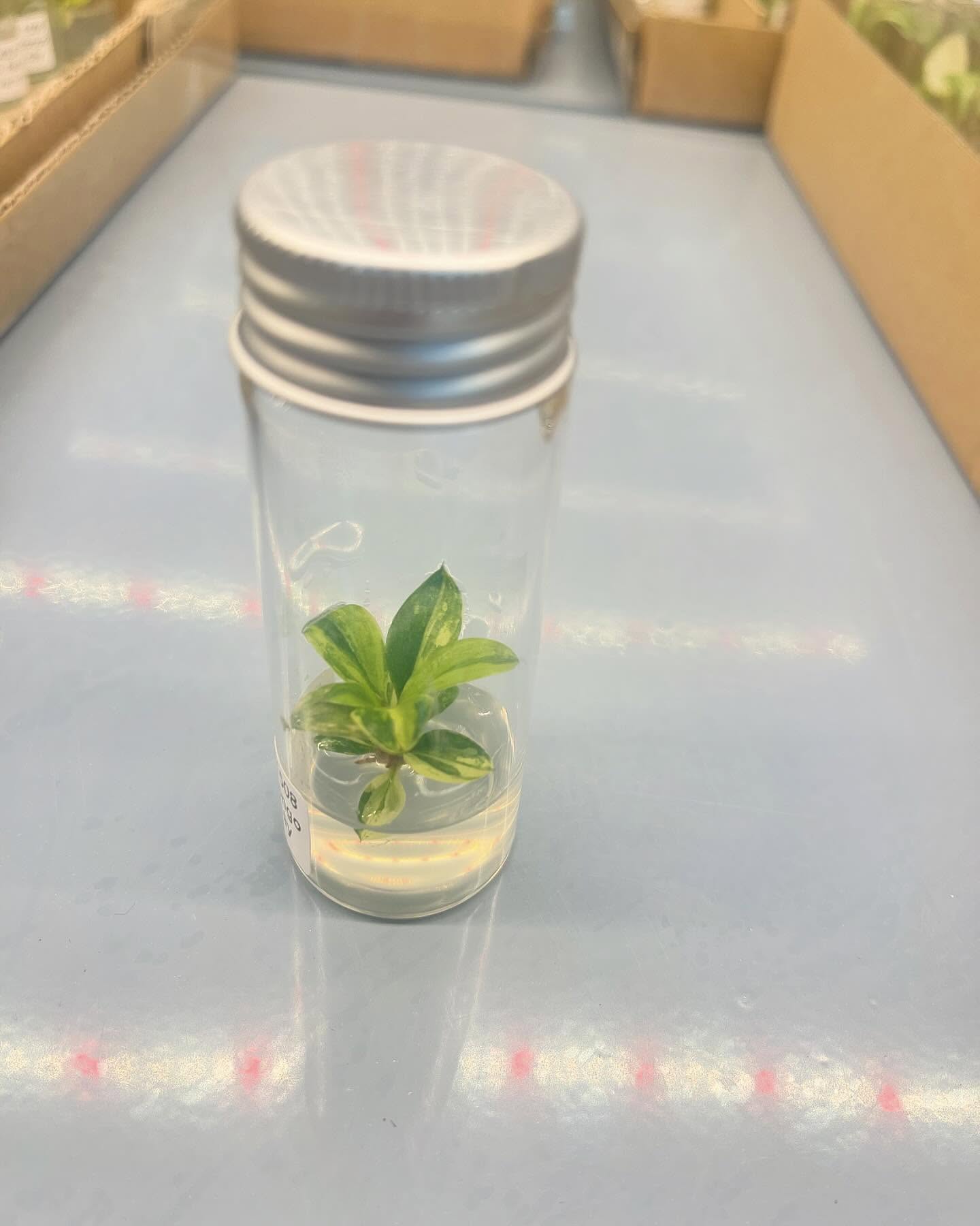 Philodendron Red Congo Variegated – Tissue Culture Plant | Rare Indoor Aroid | In Bottle or Grow Bag