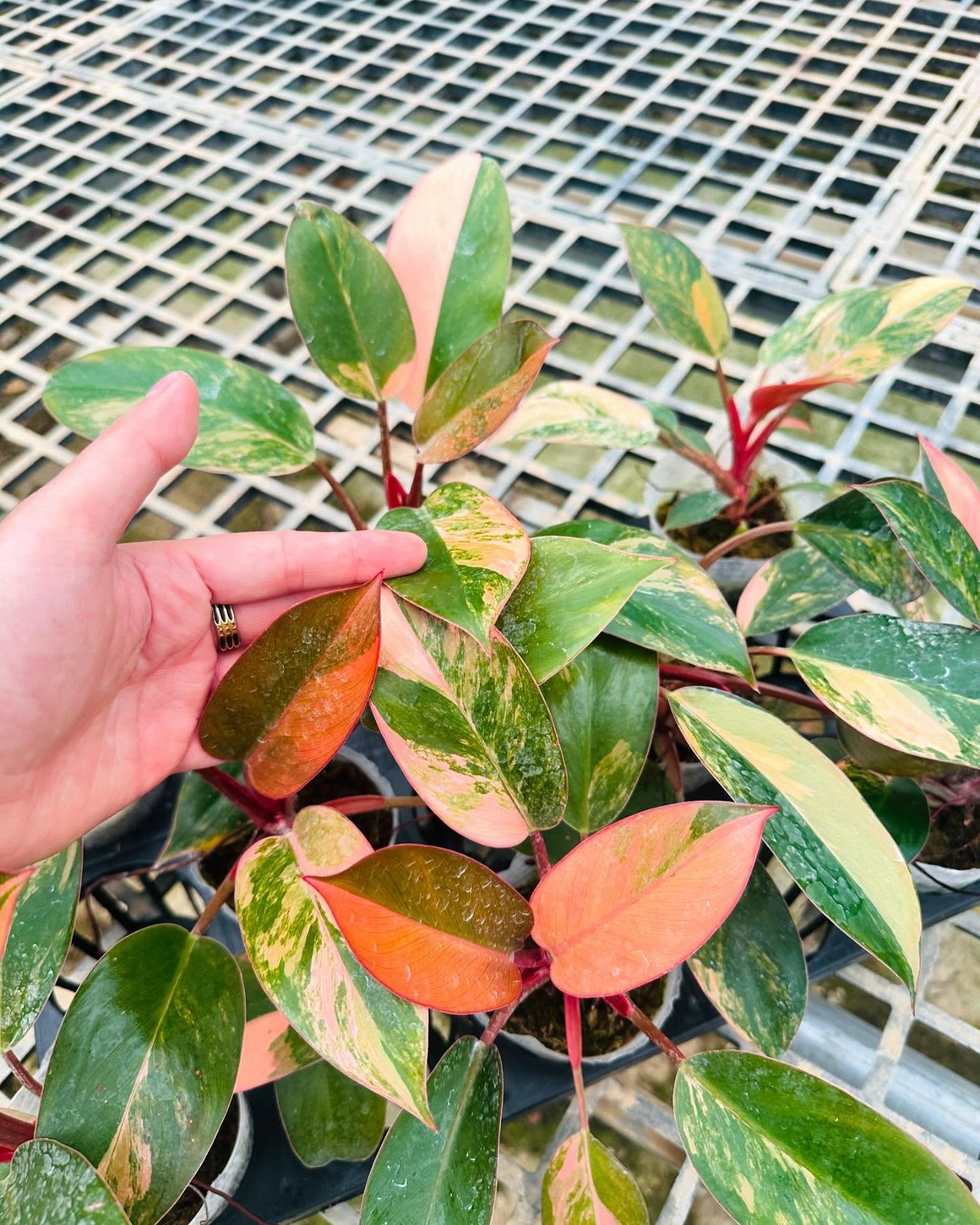 Philodendron Red Congo Variegated – Tissue Culture Plant | Rare Indoor Aroid | In Bottle or Grow Bag