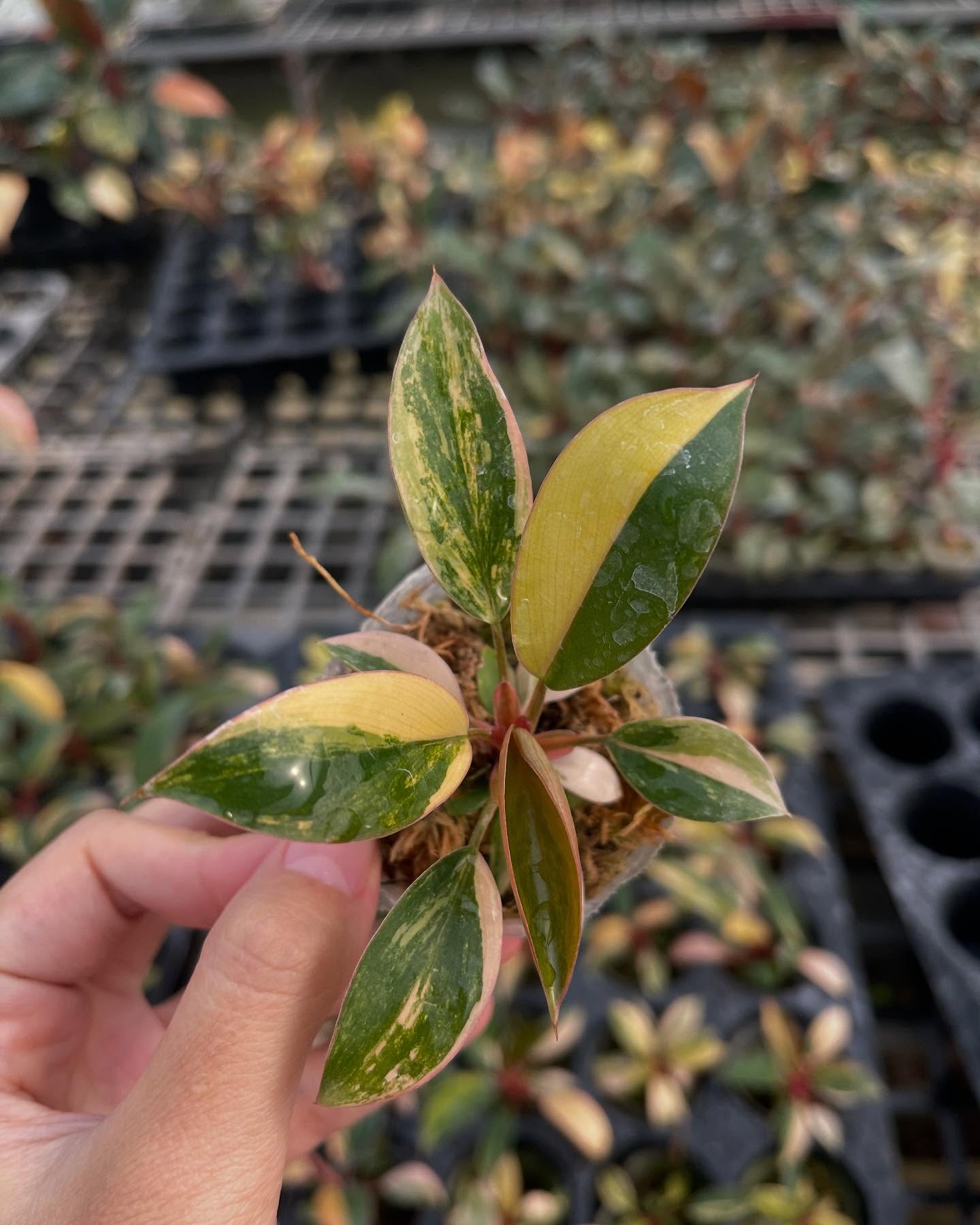 Philodendron Red Congo Variegated – Rooted Plant in 4-Inch Pot | Pre-order 15–20 Days | Rare Tropical Aroid