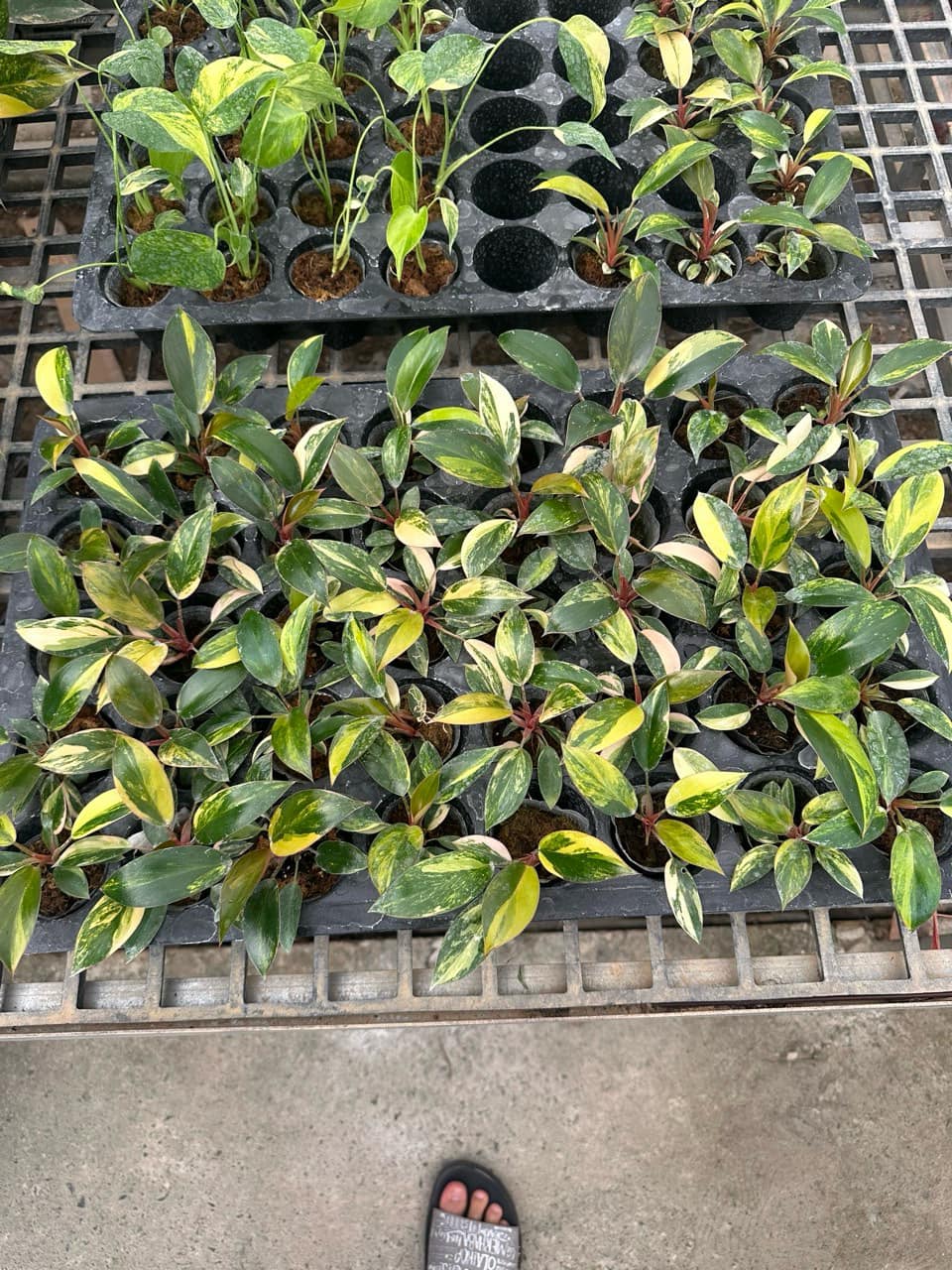 Philodendron Red Congo Variegated – Tissue Culture Plant | Rare Indoor Aroid | In Bottle or Grow Bag