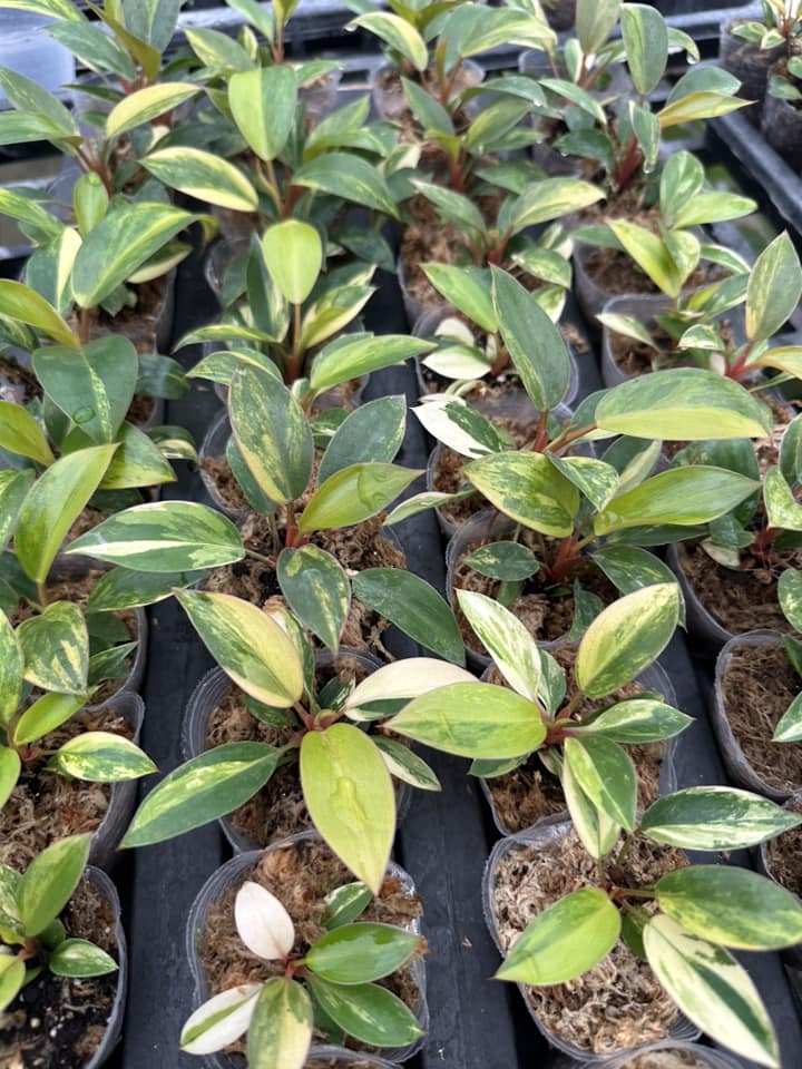 Philodendron Red Congo Variegated – Tissue Culture Plant | Rare Indoor Aroid | In Bottle or Grow Bag