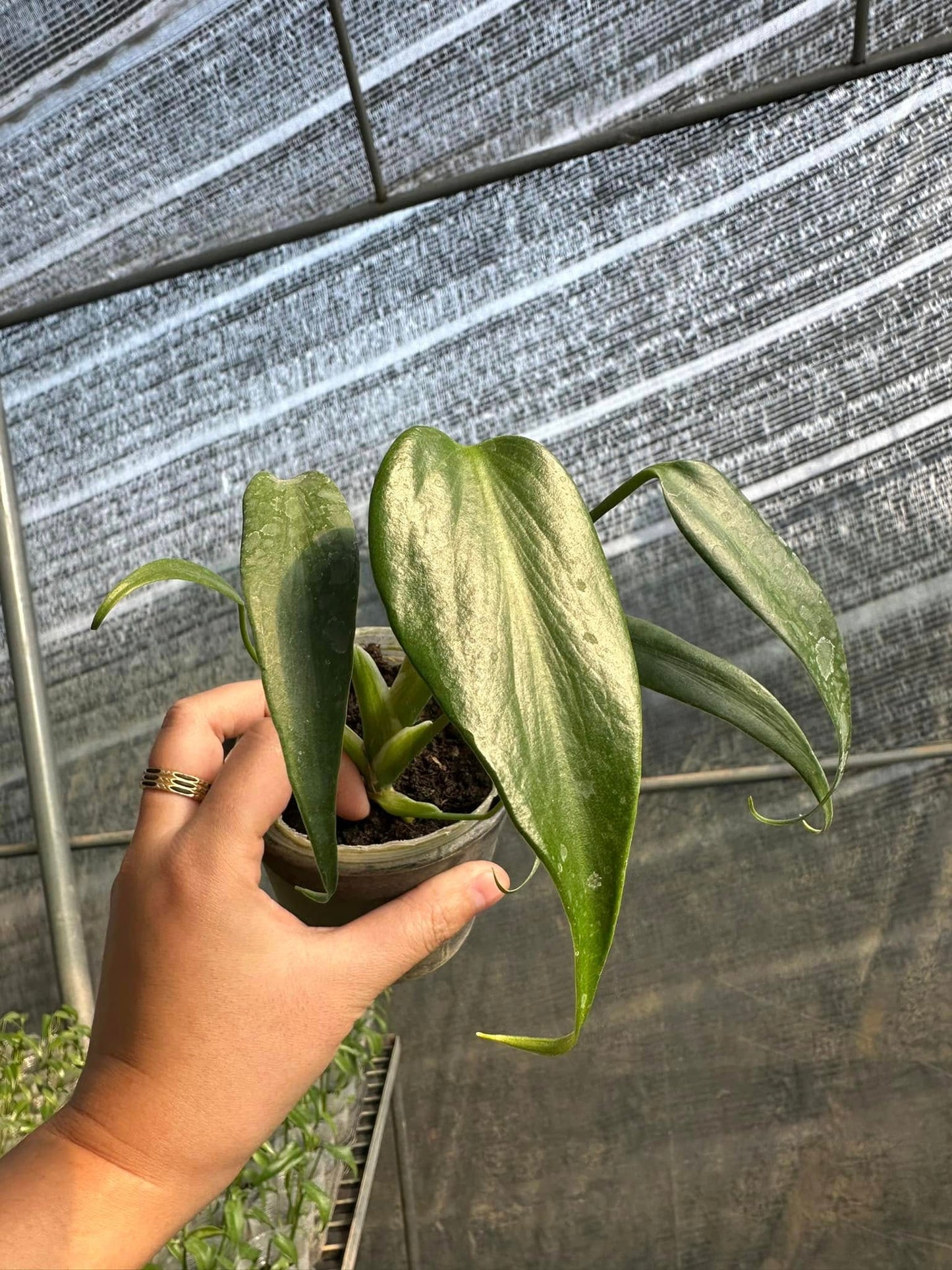 Monstera Burle Marx Flame – Starter Plant (4-inch Pot | Pre-order – Ships in 15-20 Days)