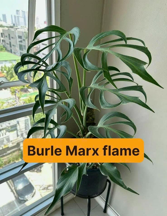 Monstera Burle Marx Flame – Starter Plant (4-inch Pot | Pre-order – Ships in 15-20 Days)