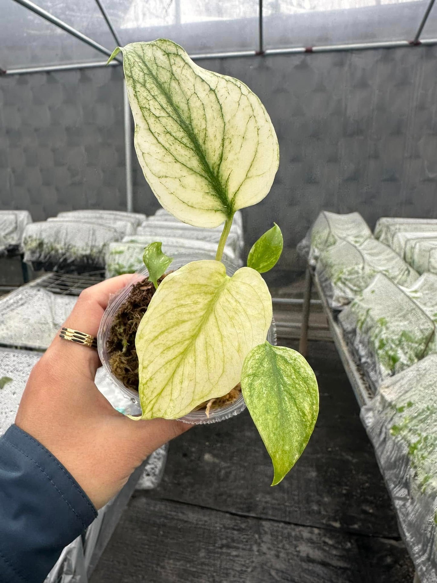 Monstera Deliciosa White Monster Tissue Culture - High variegation - (1 Plant/Glass Bottle, Bag) with care instructions