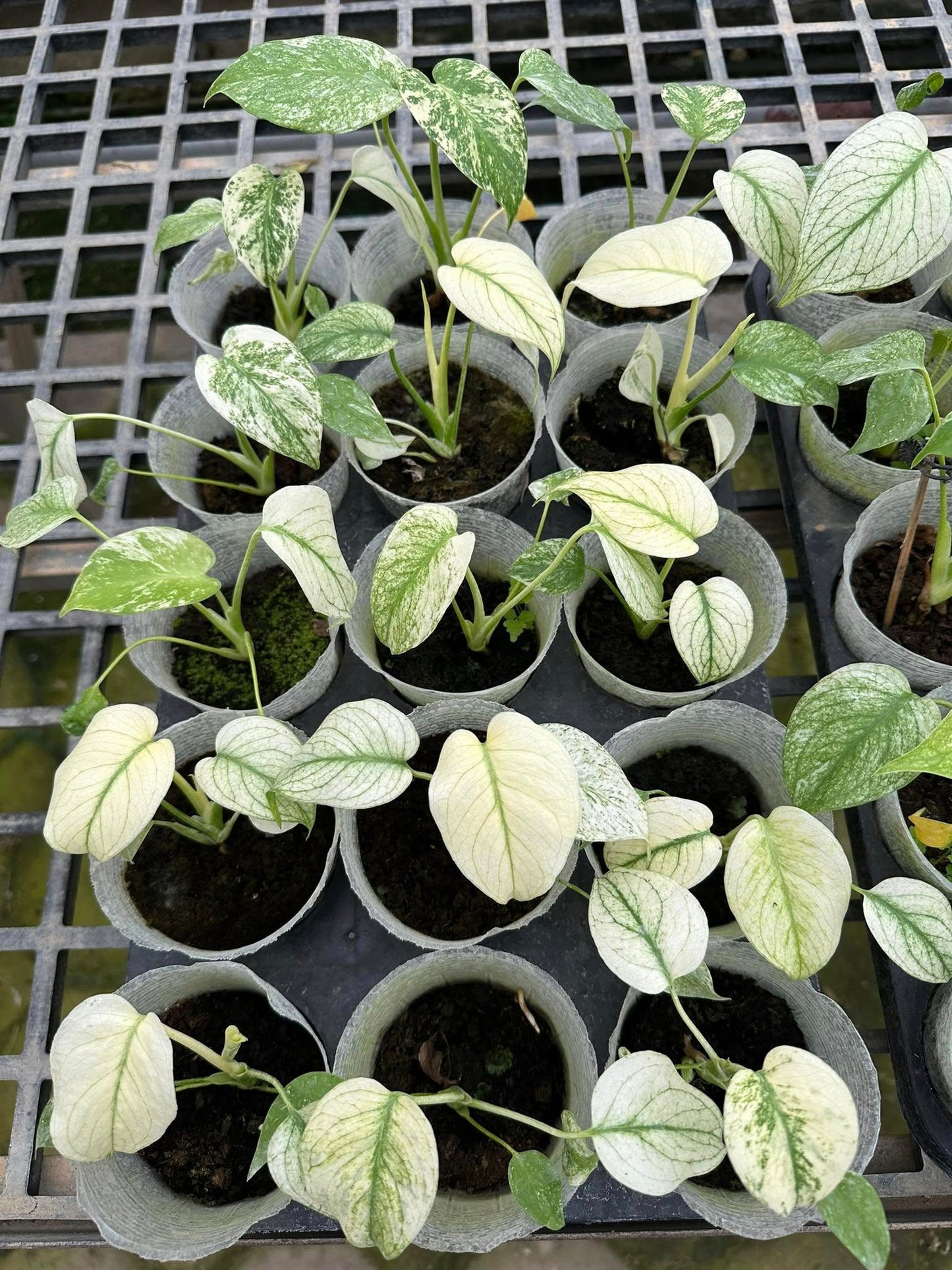 Monstera Deliciosa White Monster Tissue Culture - High variegation - (1 Plant/Glass Bottle, Bag) with care instructions