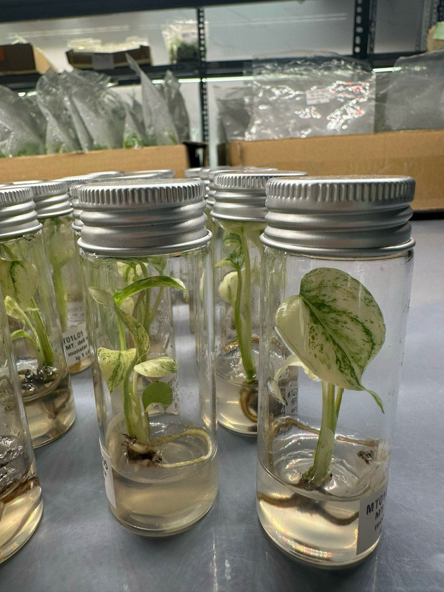 Monstera Deliciosa White Monster Tissue Culture - High variegation - (1 Plant/Glass Bottle, Bag) with care instructions