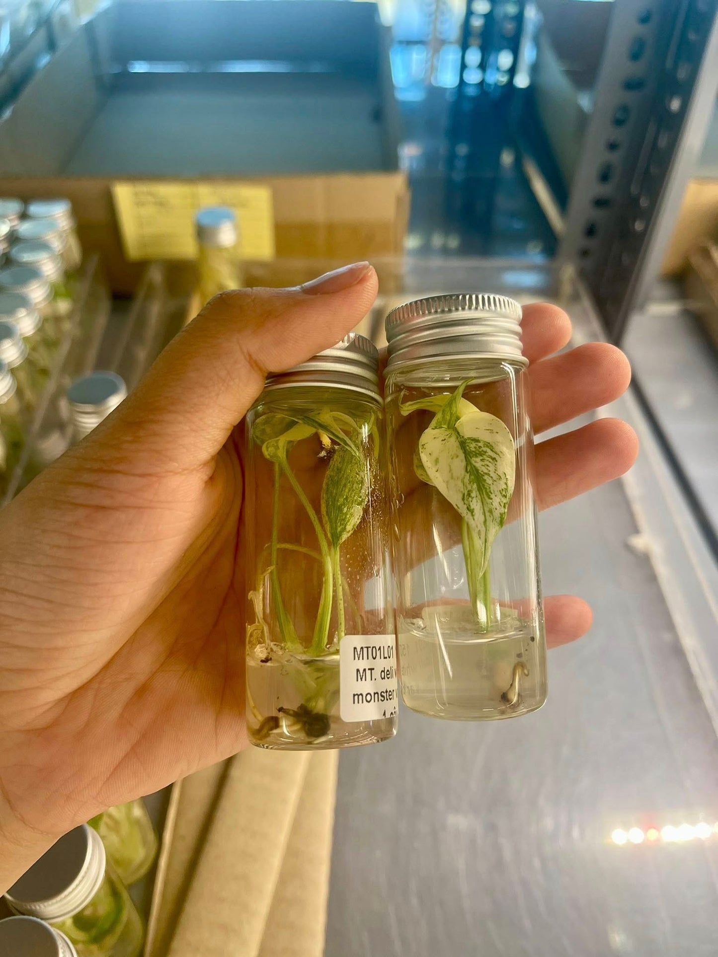 Monstera Deliciosa White Monster Tissue Culture - High variegation - (1 Plant/Glass Bottle, Bag) with care instructions