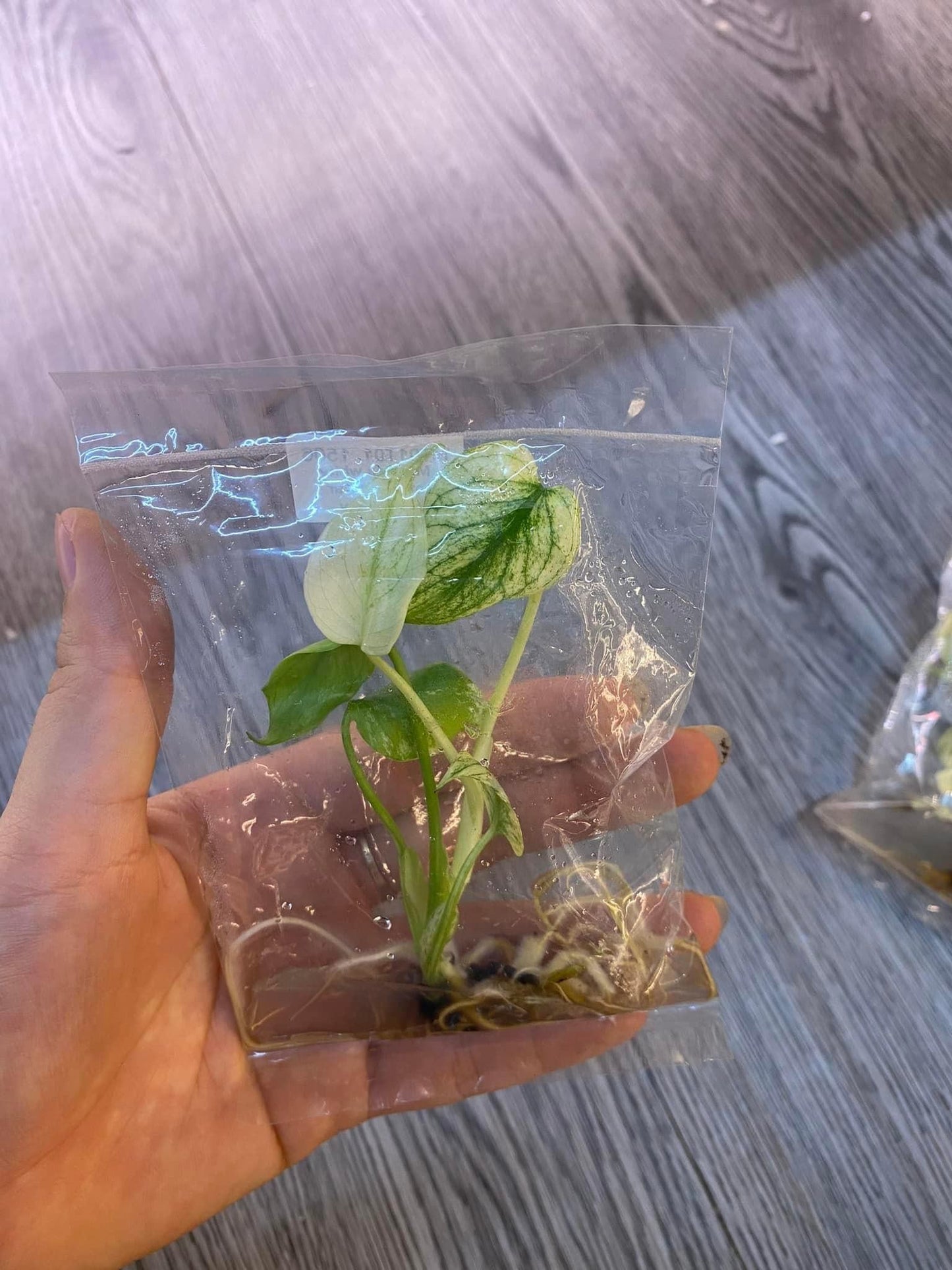 Monstera Deliciosa White Monster Tissue Culture - High variegation - (1 Plant/Glass Bottle, Bag) with care instructions