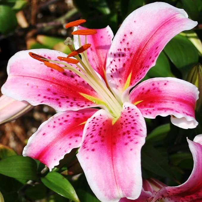 Complete Flower Bulb Garden - 75 Bulbs for 50 Days of Continuous Blooms (Summer Color from July Through October) - Easy to Grow Summer Planting Bulbs by Willard & May