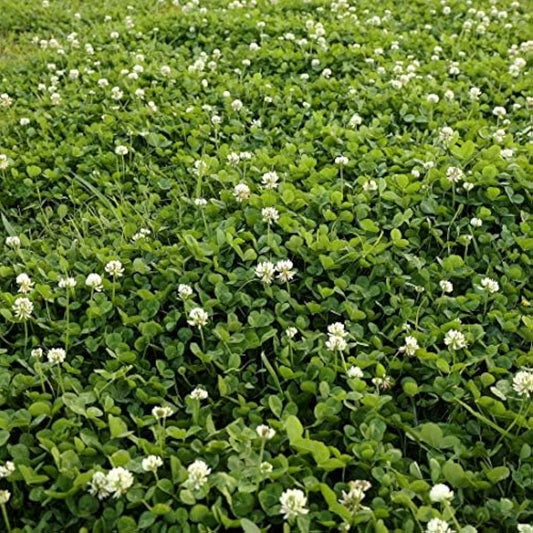 Outsidepride Perennial White Dutch Clover Seed - 5 lbs. Nitrocoated, Inoculated Clover Seeds for Lawn Alternative, Erosion Control, Food Plots, Ground Cover, & Pasture Mixtures in USDA Zones 3-10