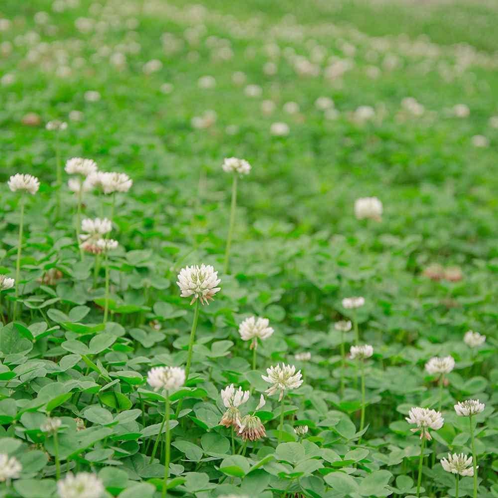 Outsidepride Perennial White Dutch Clover Seed - 5 lbs. Nitrocoated, Inoculated Clover Seeds for Lawn Alternative, Erosion Control, Food Plots, Ground Cover, & Pasture Mixtures in USDA Zones 3-10