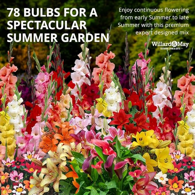 Complete Flower Bulb Garden - 75 Bulbs for 50 Days of Continuous Blooms (Summer Color from July Through October) - Easy to Grow Summer Planting Bulbs by Willard & May