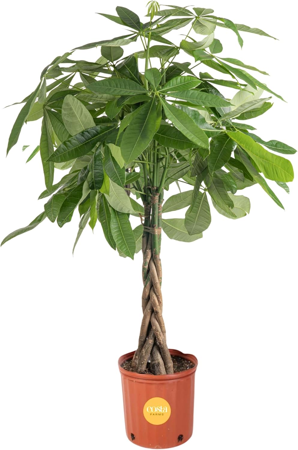 Costa Farms Money Tree, Easy Care Indoor Plant, Live Houseplant in Ceramic Planter Pot, Bonsai Potted in Potting Soil, Home Décor, Birthday Gift, New Home Gift, Outdoor Garden Gift, 16-Inches Tall