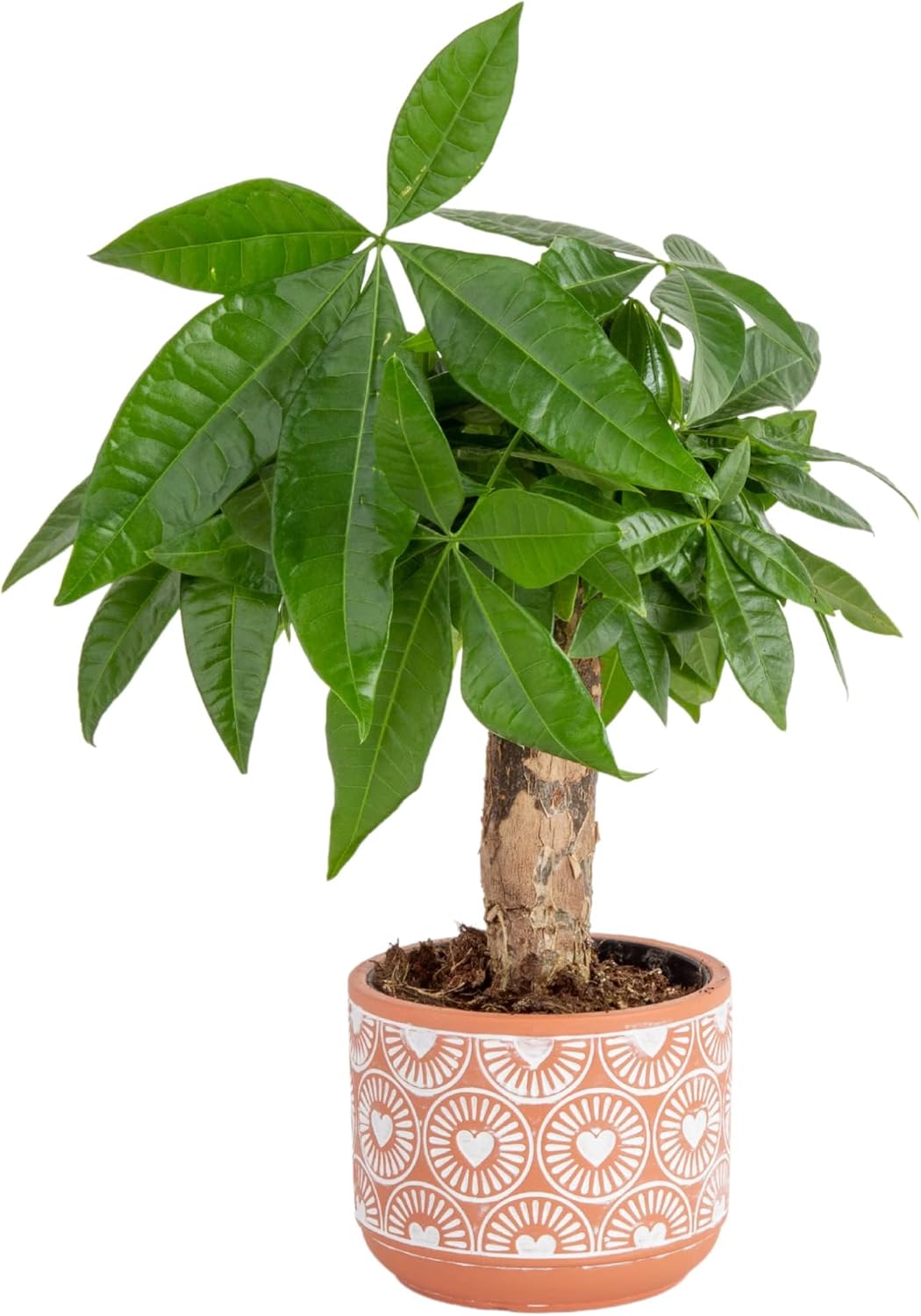 Costa Farms Money Tree, Easy Care Indoor Plant, Live Houseplant in Ceramic Planter Pot, Bonsai Potted in Potting Soil, Home Décor, Birthday Gift, New Home Gift, Outdoor Garden Gift, 16-Inches Tall