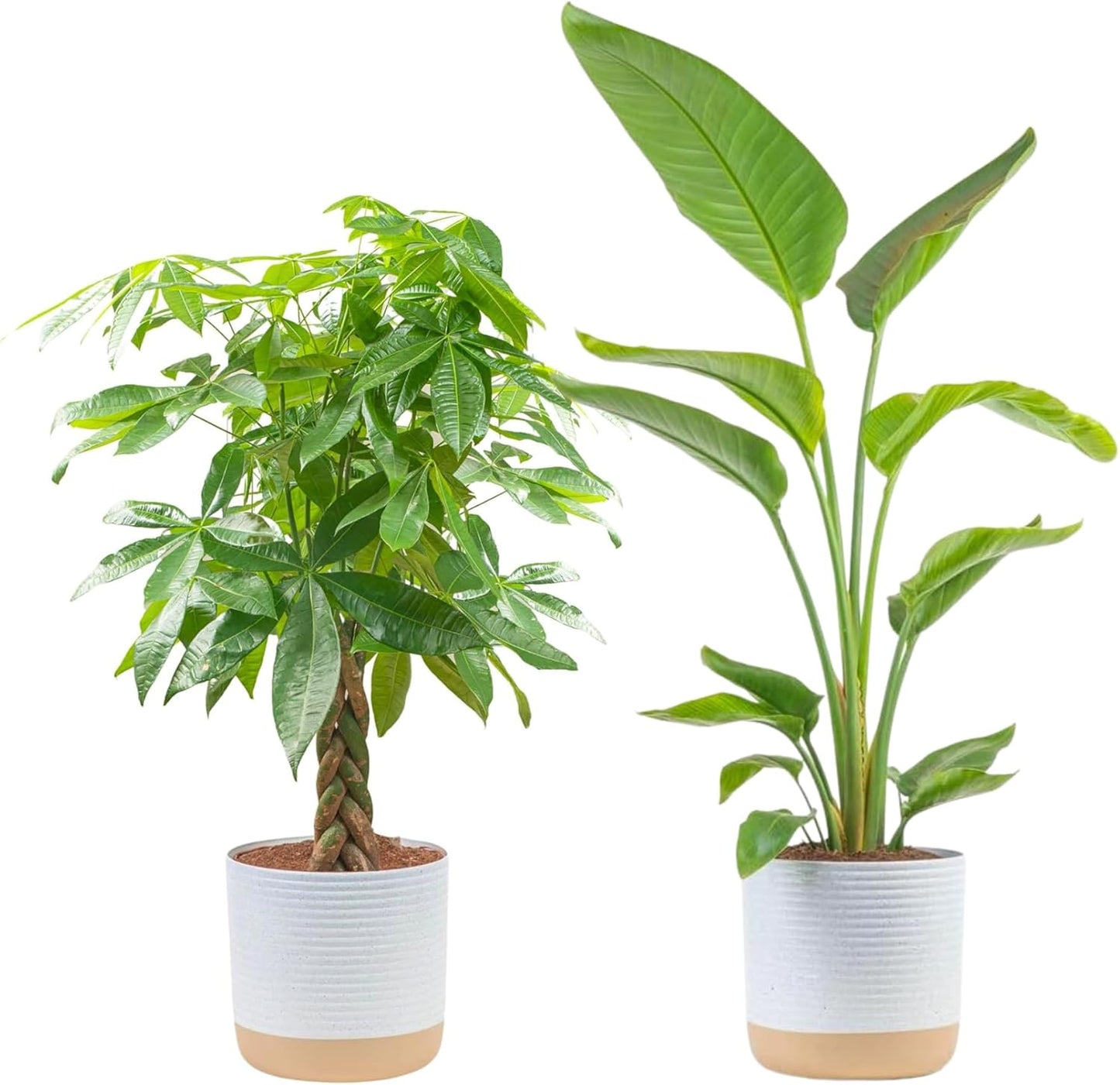 Costa Farms Money Tree, Easy Care Indoor Plant, Live Houseplant in Ceramic Planter Pot, Bonsai Potted in Potting Soil, Home Décor, Birthday Gift, New Home Gift, Outdoor Garden Gift, 16-Inches Tall