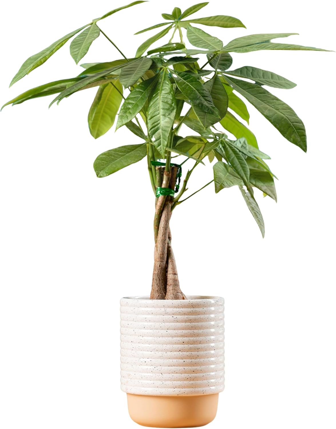 Costa Farms Money Tree, Easy Care Indoor Plant, Live Houseplant in Ceramic Planter Pot, Bonsai Potted in Potting Soil, Home Décor, Birthday Gift, New Home Gift, Outdoor Garden Gift, 16-Inches Tall