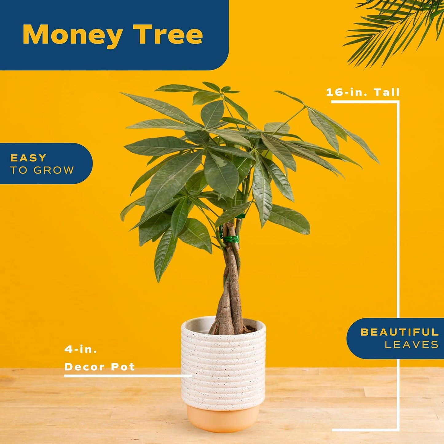 Costa Farms Money Tree, Easy Care Indoor Plant, Live Houseplant in Ceramic Planter Pot, Bonsai Potted in Potting Soil, Home Décor, Birthday Gift, New Home Gift, Outdoor Garden Gift, 16-Inches Tall