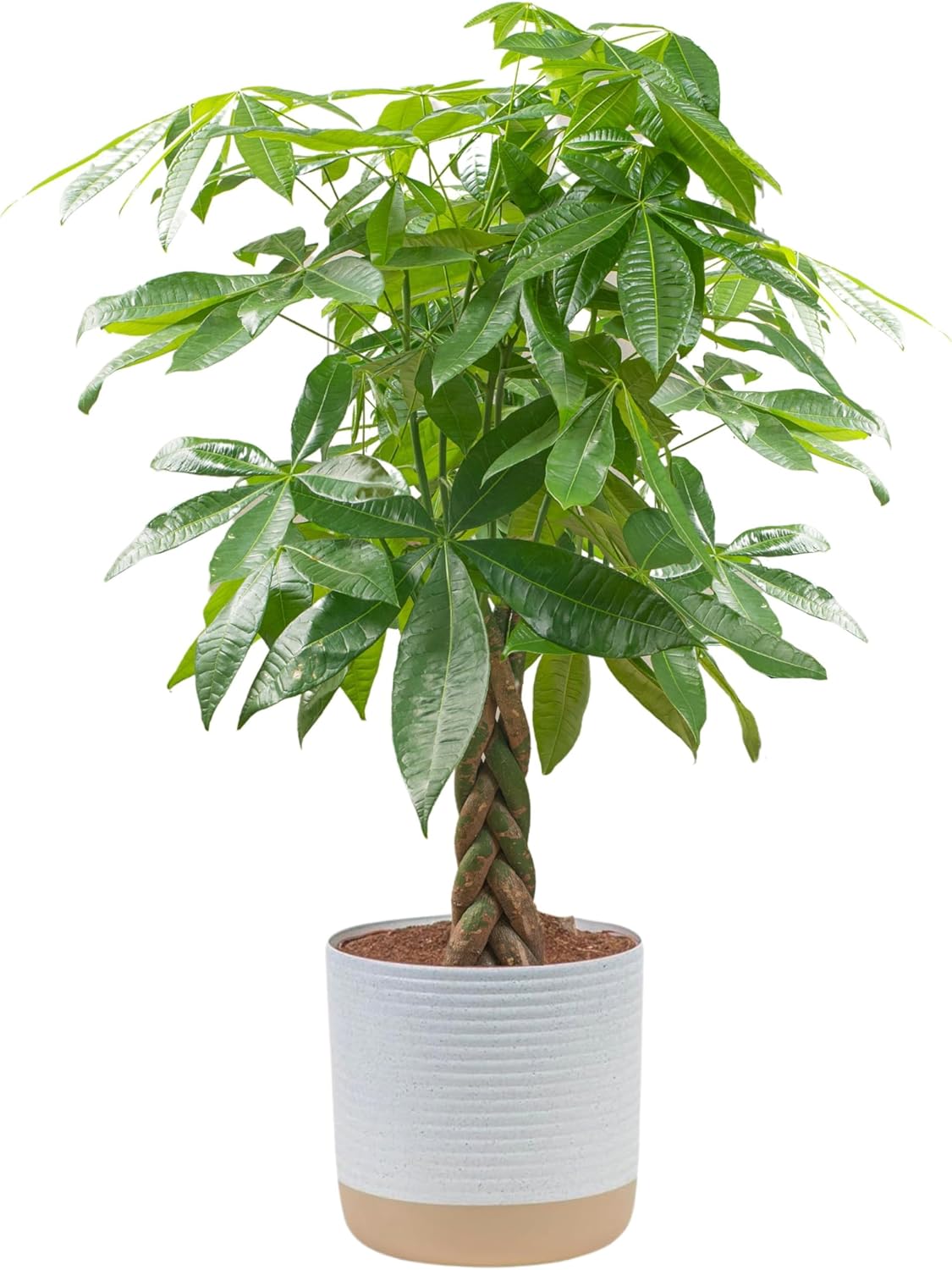 Costa Farms Money Tree, Easy Care Indoor Plant, Live Houseplant in Ceramic Planter Pot, Bonsai Potted in Potting Soil, Home Décor, Birthday Gift, New Home Gift, Outdoor Garden Gift, 16-Inches Tall