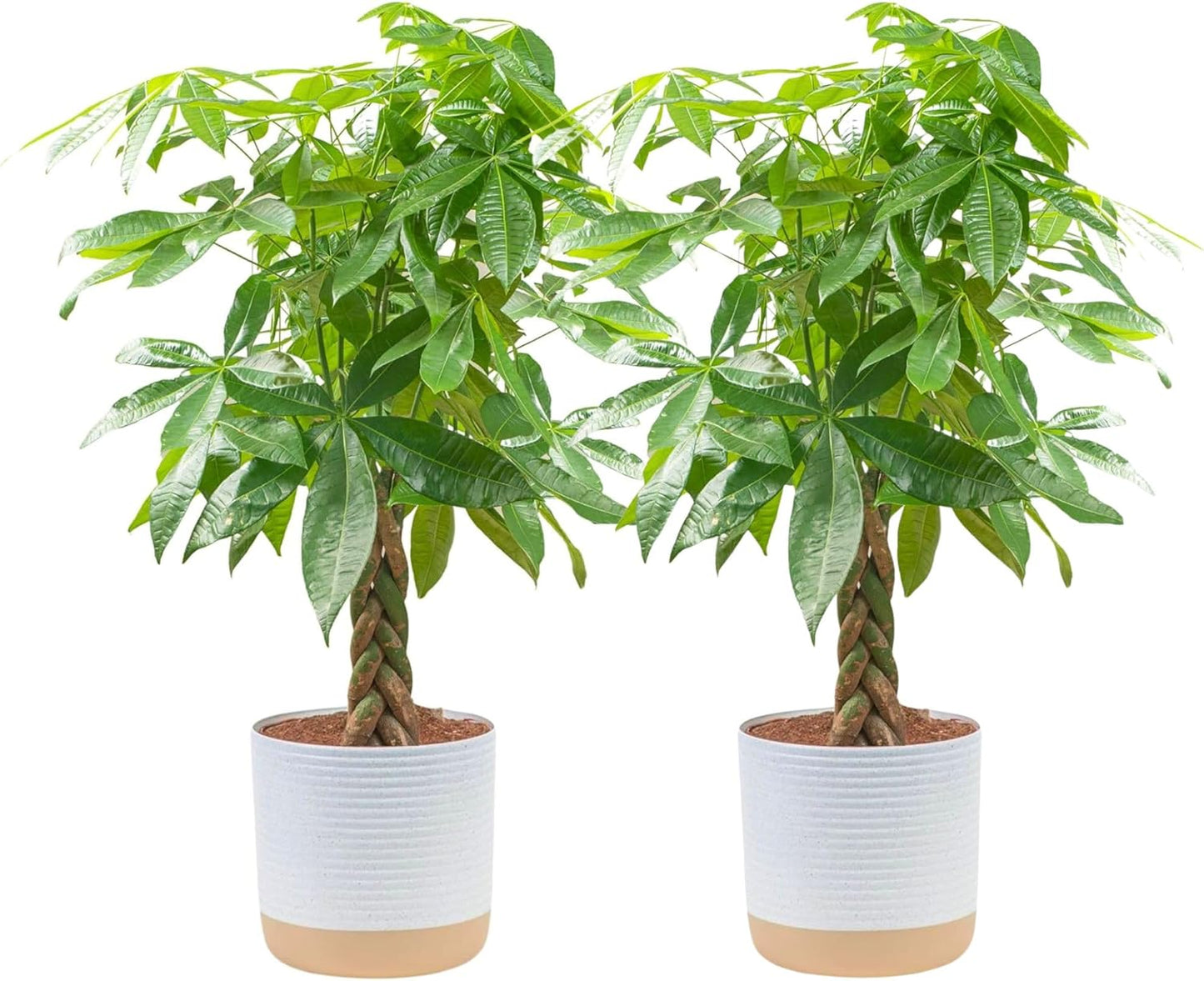 Costa Farms Money Tree, Easy Care Indoor Plant, Live Houseplant in Ceramic Planter Pot, Bonsai Potted in Potting Soil, Home Décor, Birthday Gift, New Home Gift, Outdoor Garden Gift, 16-Inches Tall