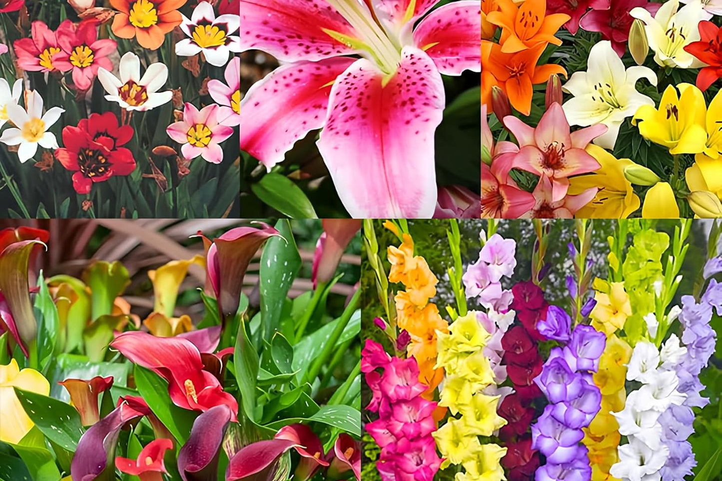 Complete Flower Bulb Garden - 75 Bulbs for 50 Days of Continuous Blooms (Summer Color from July Through October) - Easy to Grow Summer Planting Bulbs by Willard & May