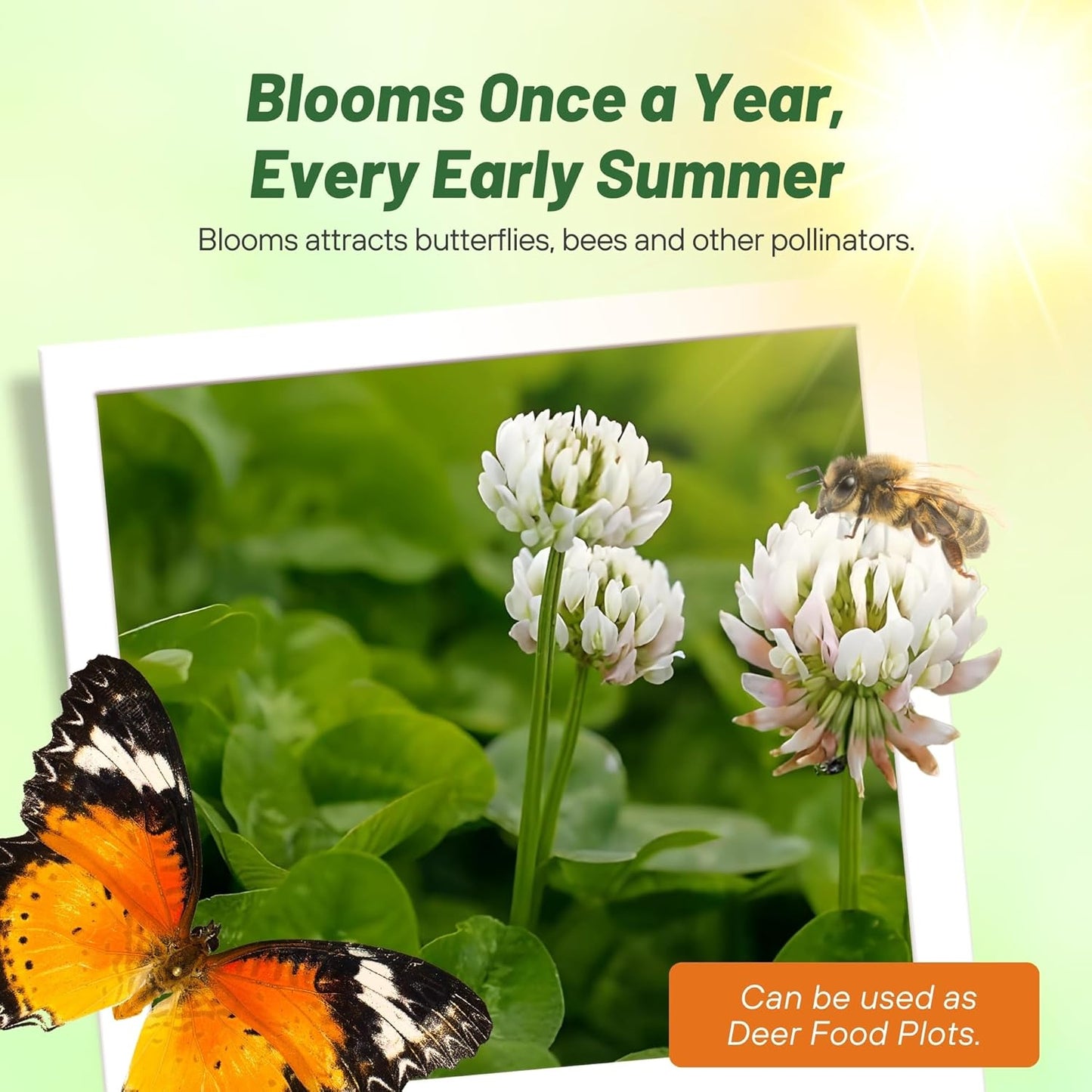 Outsidepride Perennial White Dutch Clover Seed - 5 lbs. Nitrocoated, Inoculated Clover Seeds for Lawn Alternative, Erosion Control, Food Plots, Ground Cover, & Pasture Mixtures in USDA Zones 3-10