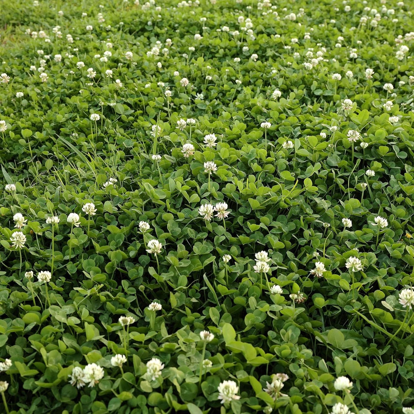 Outsidepride Perennial White Dutch Clover Seed - 5 lbs. Nitrocoated, Inoculated Clover Seeds for Lawn Alternative, Erosion Control, Food Plots, Ground Cover, & Pasture Mixtures in USDA Zones 3-10