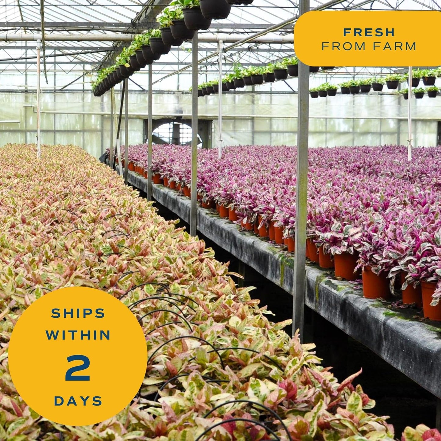 Costa Farms Money Tree, Easy Care Indoor Plant, Live Houseplant in Ceramic Planter Pot, Bonsai Potted in Potting Soil, Home Décor, Birthday Gift, New Home Gift, Outdoor Garden Gift, 16-Inches Tall