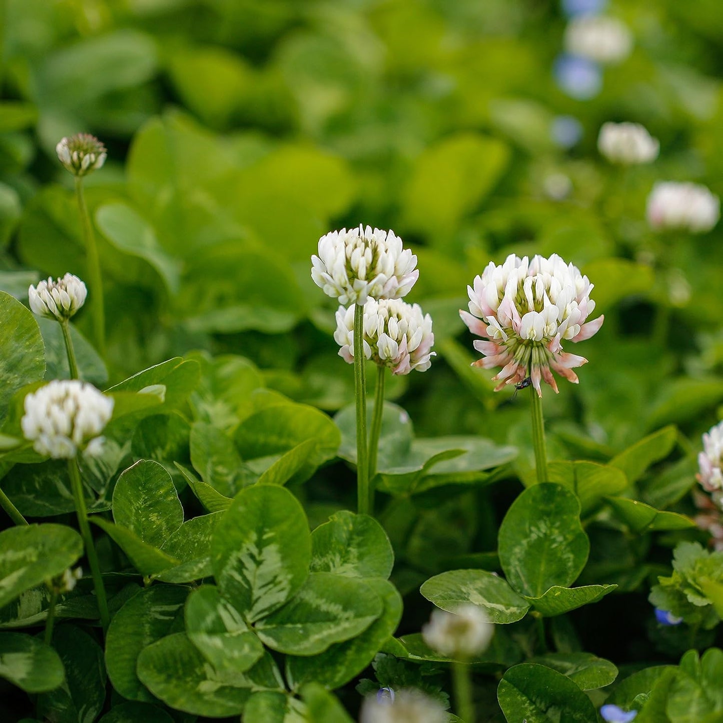 Outsidepride Perennial White Dutch Clover Seed - 5 lbs. Nitrocoated, Inoculated Clover Seeds for Lawn Alternative, Erosion Control, Food Plots, Ground Cover, & Pasture Mixtures in USDA Zones 3-10