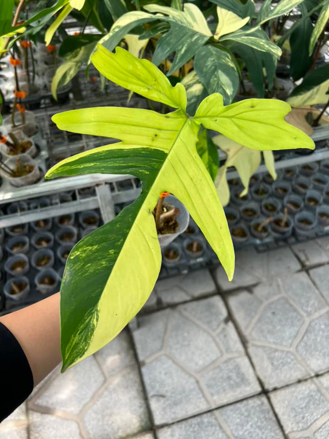 Philodendron Florida Beauty 1 leaf - node cutting, well variegated - Grower's choice