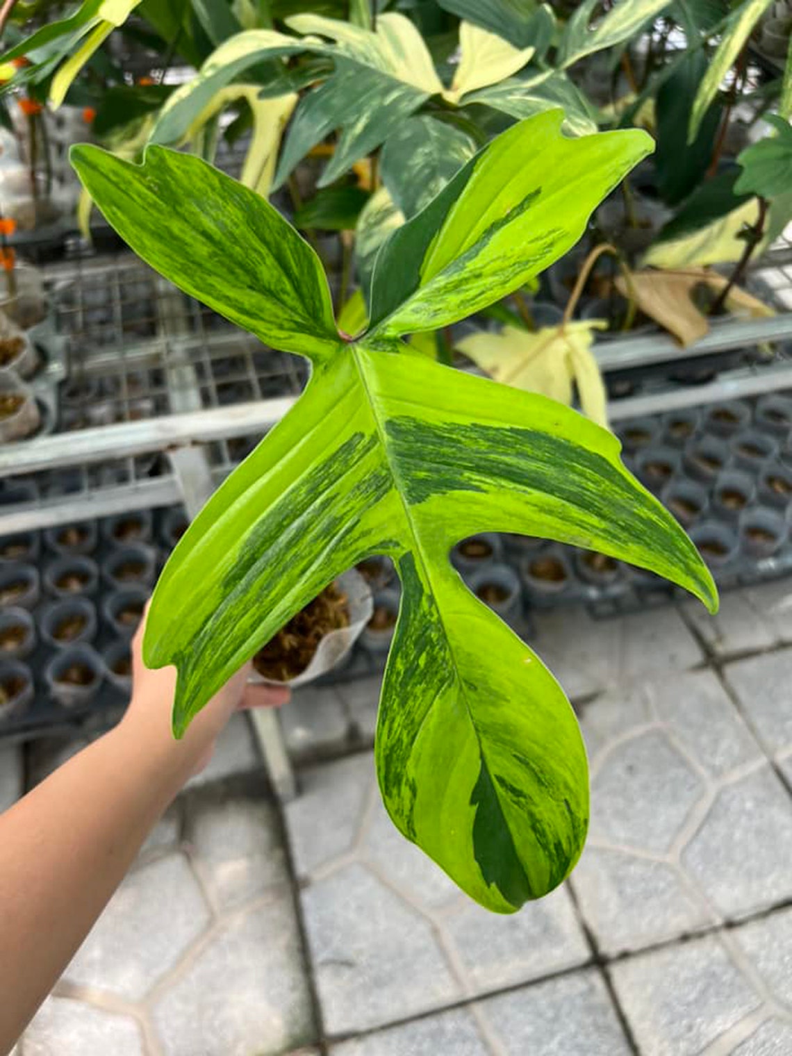 Philodendron Florida Beauty 1 leaf - node cutting, well variegated - Grower's choice