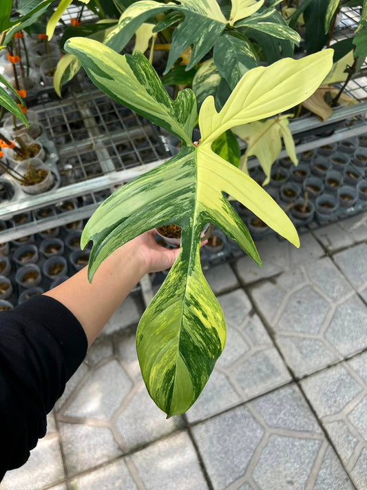 Philodendron Florida Beauty 1 leaf - node cutting, well variegated - Grower's choice