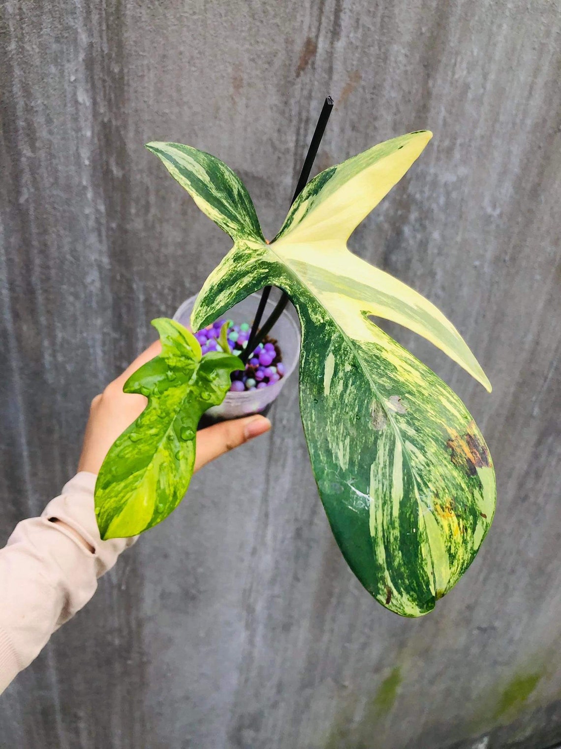 Philodendron Florida Beauty 1 leaf - node cutting, well variegated - Grower's choice