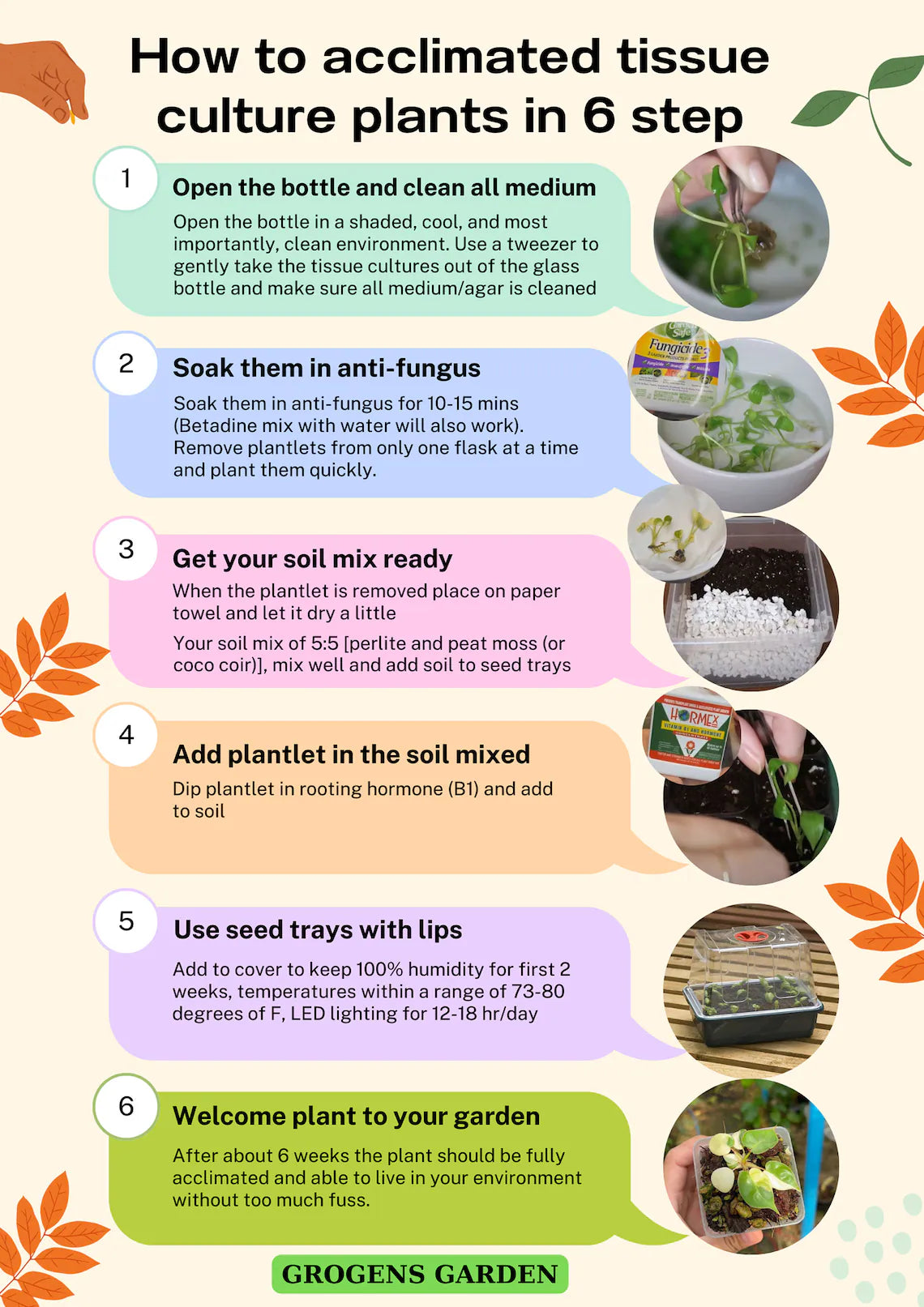 Monstera Deliciosa White Monster Tissue Culture - High variegation - (1 Plant/Glass Bottle, Bag) with care instructions