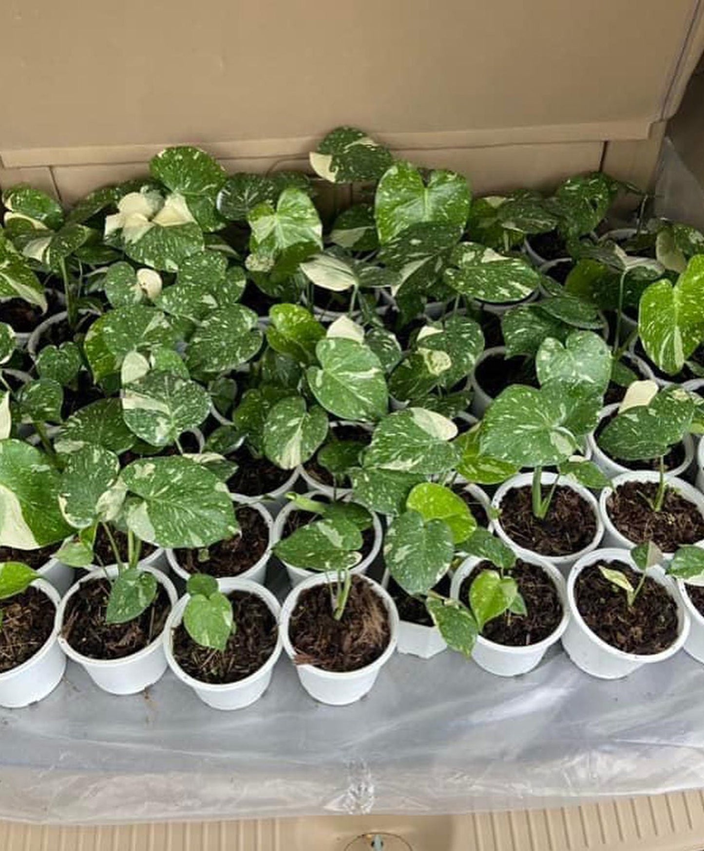 Monstera Thai Constellation Variegated 5" pot well variegation