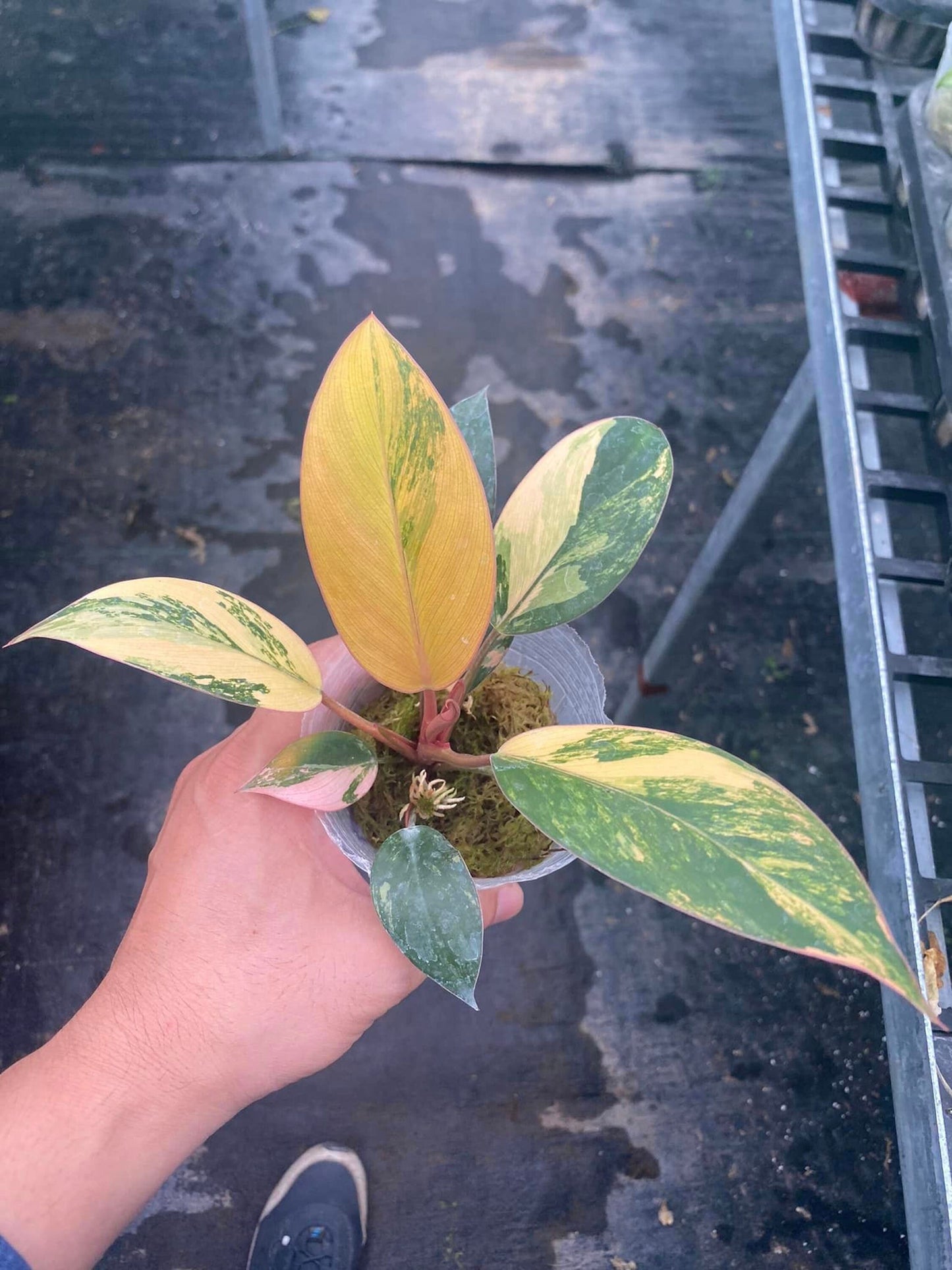Philodendron Red Congo Variegated well Variegation, 3" pot Red Congo Var - 1 plant