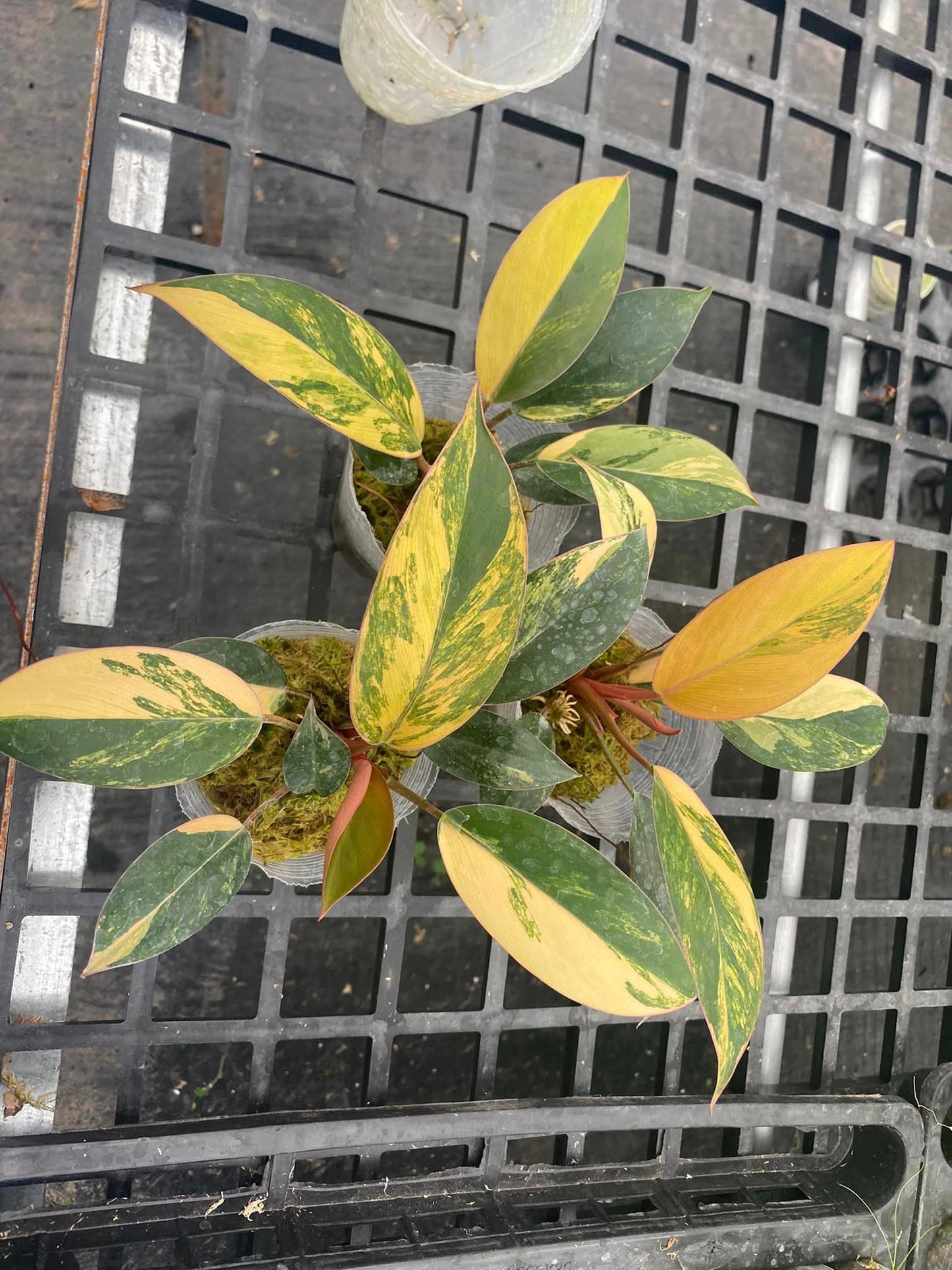 Philodendron Red Congo Variegated well Variegation, 3" pot Red Congo Var - 1 plant