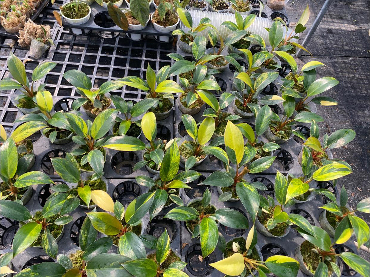 Philodendron Red Congo Variegated well Variegation, 3" pot Red Congo Var - 1 plant