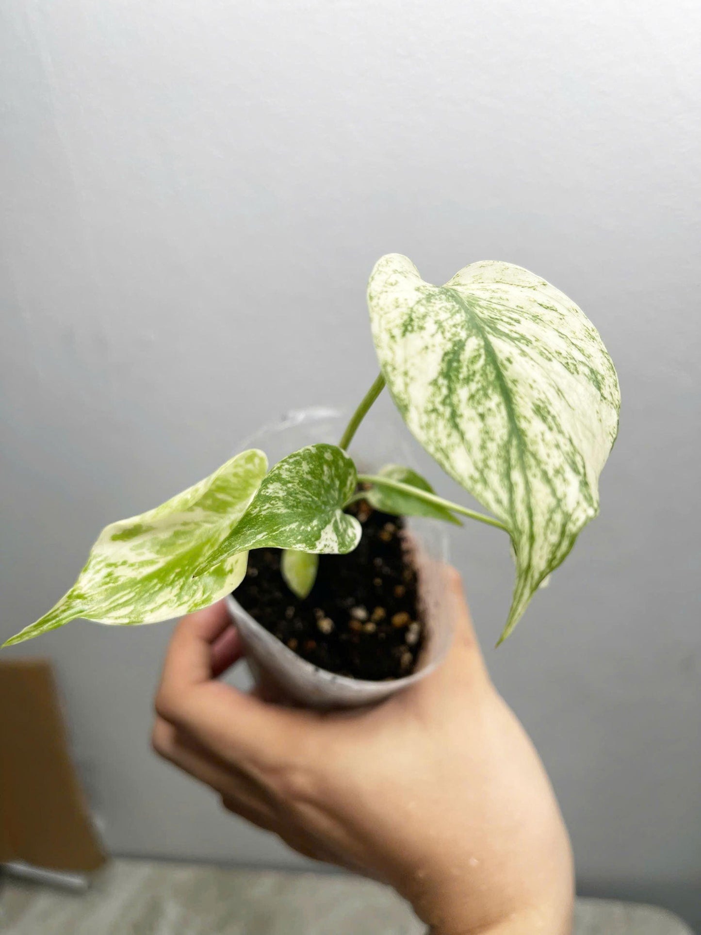 Exact Monstera Deliciosa White Monster, white monster mint variegated 4" pot rare plants well variegation