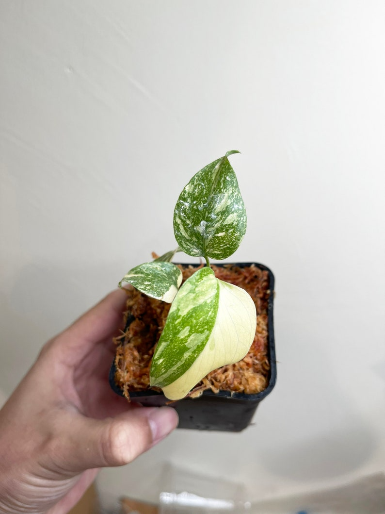 Creme Brulee Monstera Thai Constellation Variegated Starter Plant | Well variegation