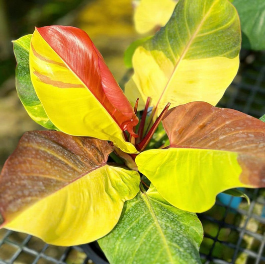 Philodendron red moon yellow flame variegated 6" pot