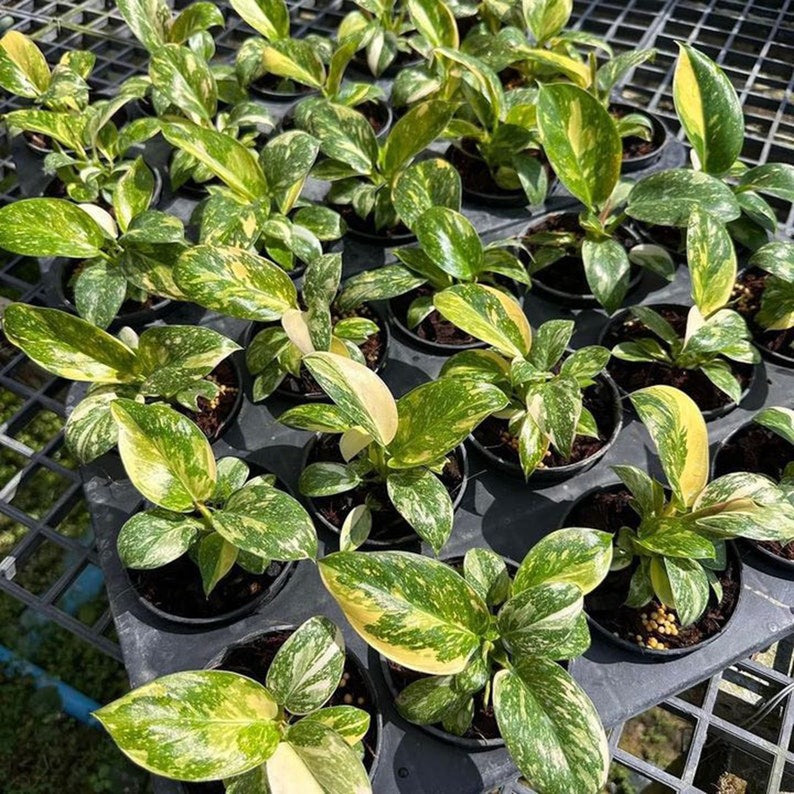 Philodendron Green Congo Hybrid Variegated Starter Plant, seedlings well Variegation