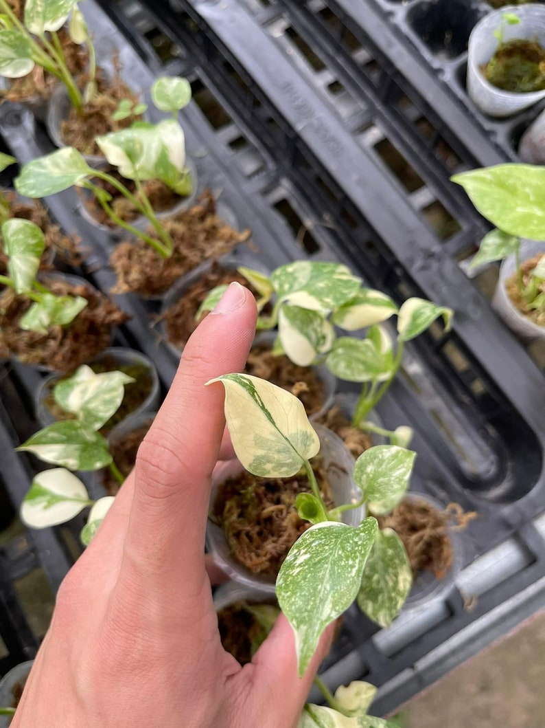 Creme Brulee Monstera Thai Constellation Variegated Starter Plant | Well variegation