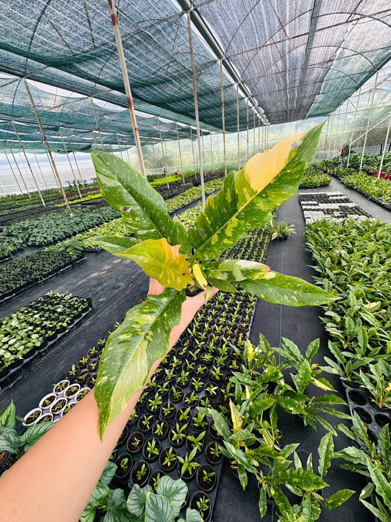 Philodendron ring of fire variegated 5" pot - selected well variegated