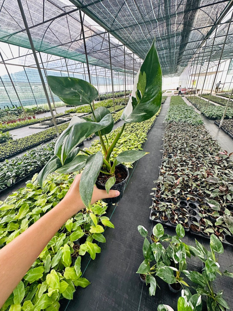 Philodendron White Princess 5" pot - selected well variegated (REQUIRED to buy from 2 plants)
