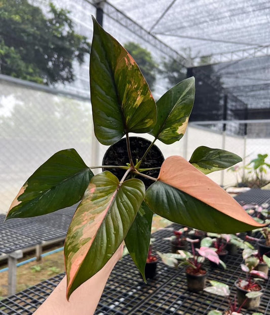 Homalomena pink diamond Variegated 6" pot Rare Plant | well variegation