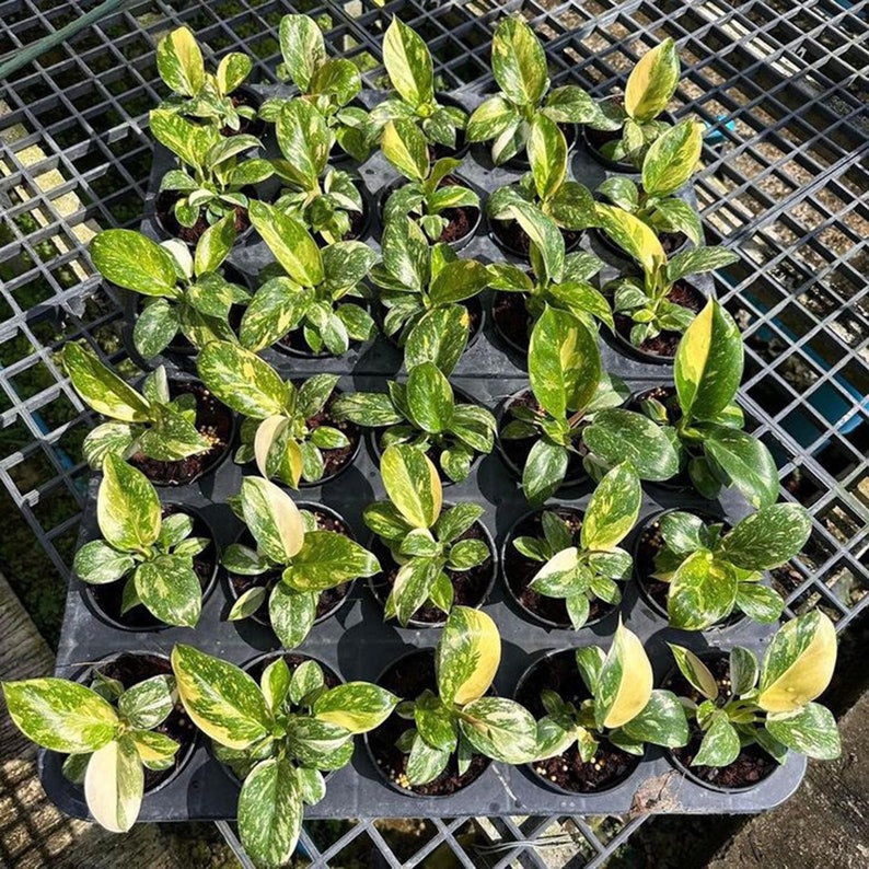 Philodendron Green Congo Hybrid Variegated Starter Plant, seedlings well Variegation