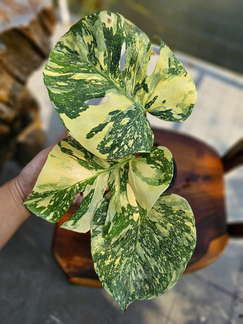 Creme Brulee Monstera Thai Constellation Variegated Starter Plant | Well variegation