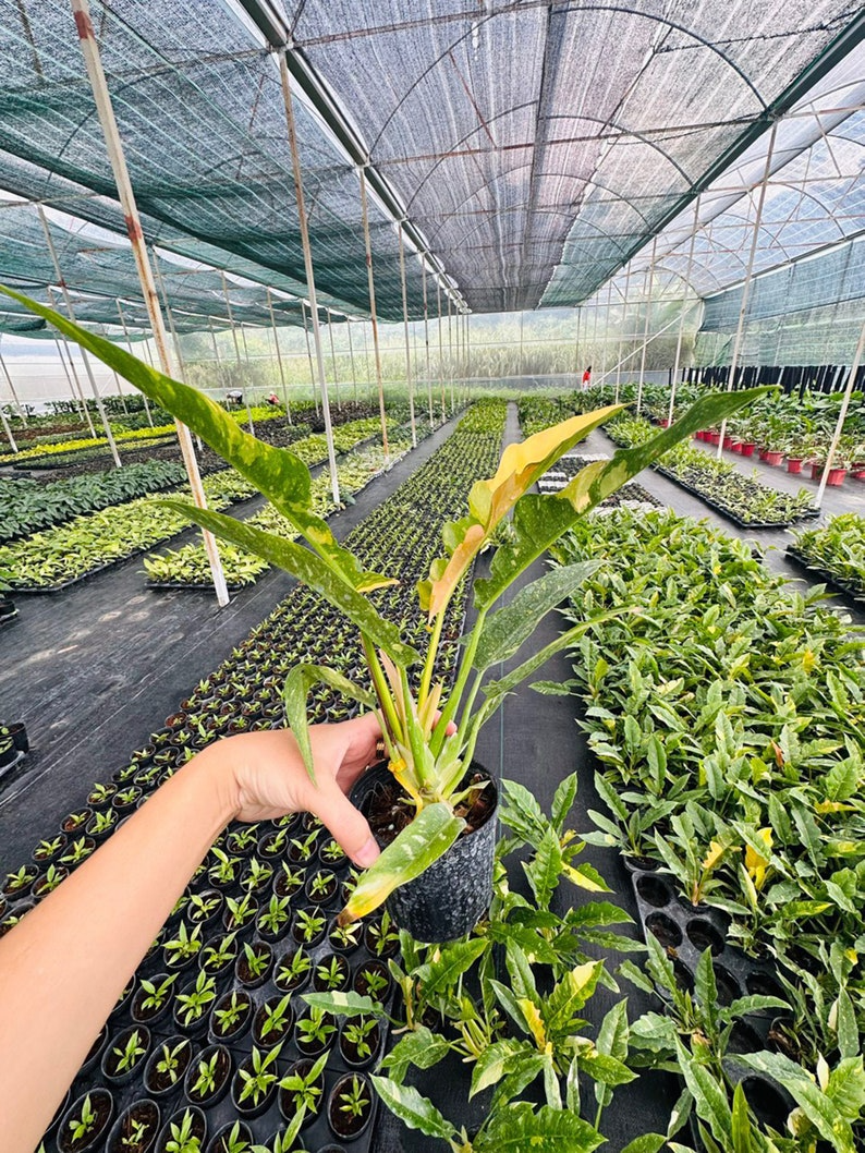 Philodendron ring of fire variegated 5" pot - selected well variegated